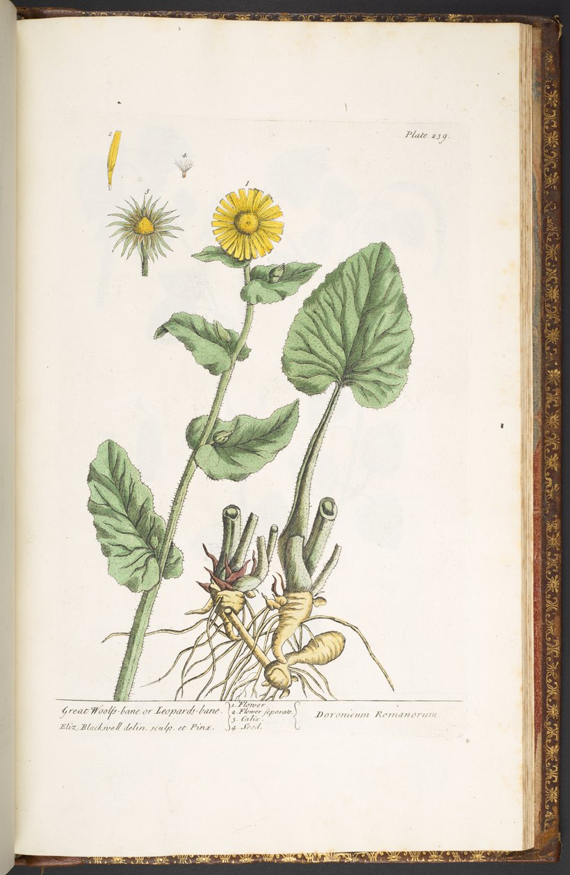 Talerz 239, z „Ciekawy zielnik” autorstwa Elizabeth Blackwell