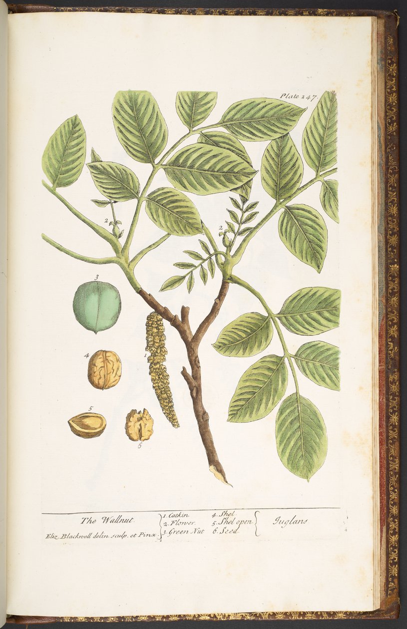 Talerz 247, Orzech, z „Ciekawy zielnik” autorstwa Elizabeth Blackwell