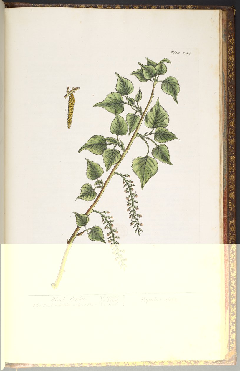 Talerz 248, z „Ciekawy zielnik” autorstwa Elizabeth Blackwell