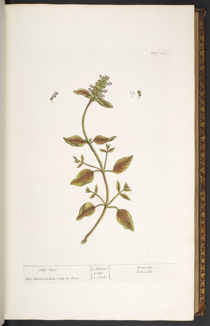 Talerz 24, Samoleczenie, z „Ciekawego ziela” autorstwa Elizabeth Blackwell