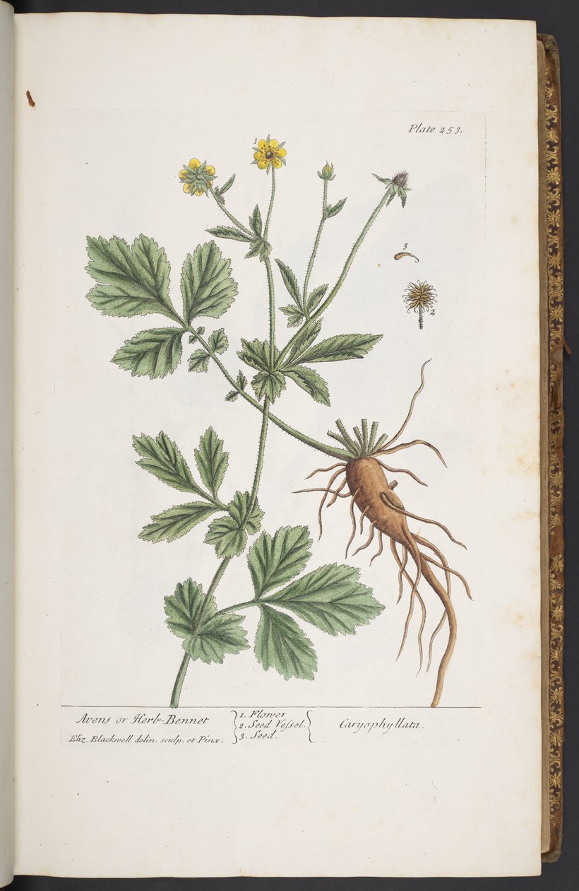 Talerz 253, z „Ciekawy zielnik” autorstwa Elizabeth Blackwell
