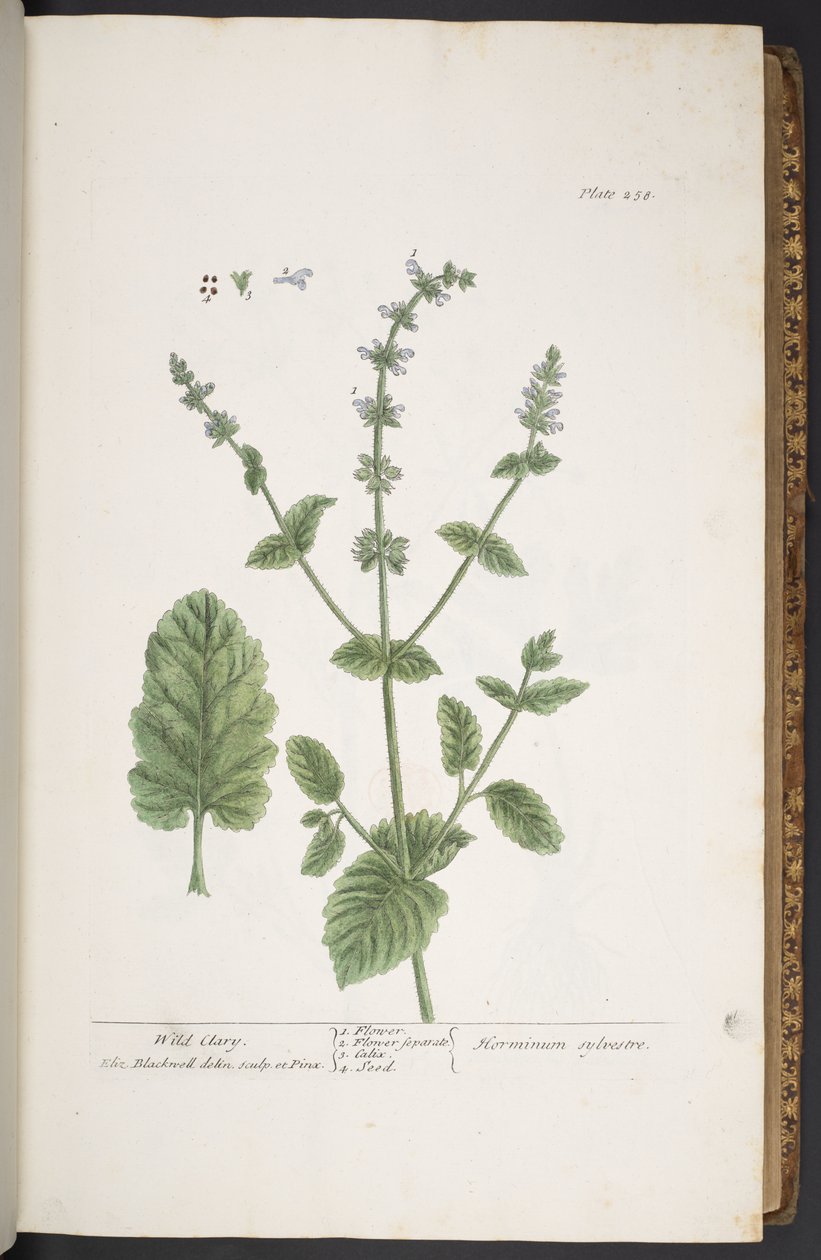 Talerz 258, z „Ciekawy zielnik” autorstwa Elizabeth Blackwell