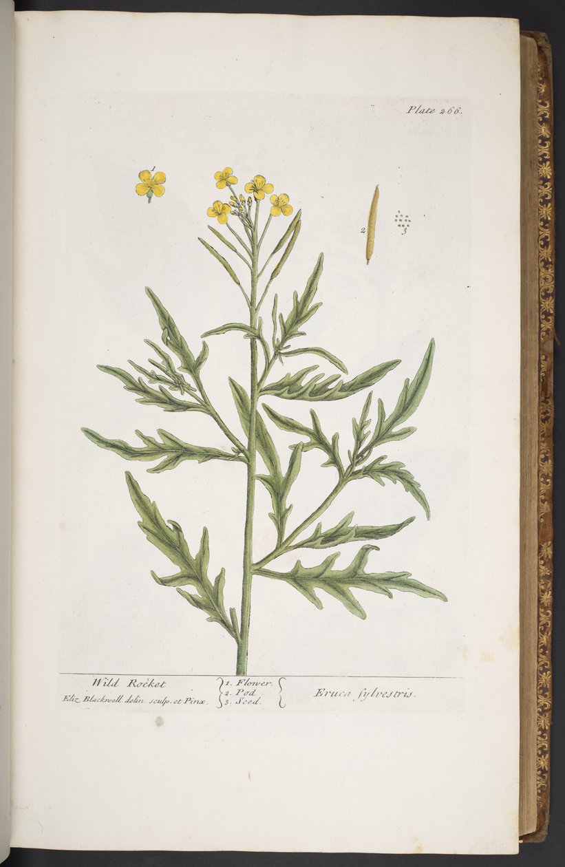 Talerz 266, z „Ciekawy zielnik” autorstwa Elizabeth Blackwell
