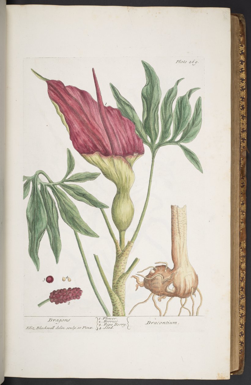 Talerz 269, Smoki lub Drakontium, z „Ciekawego ziela” autorstwa Elizabeth Blackwell