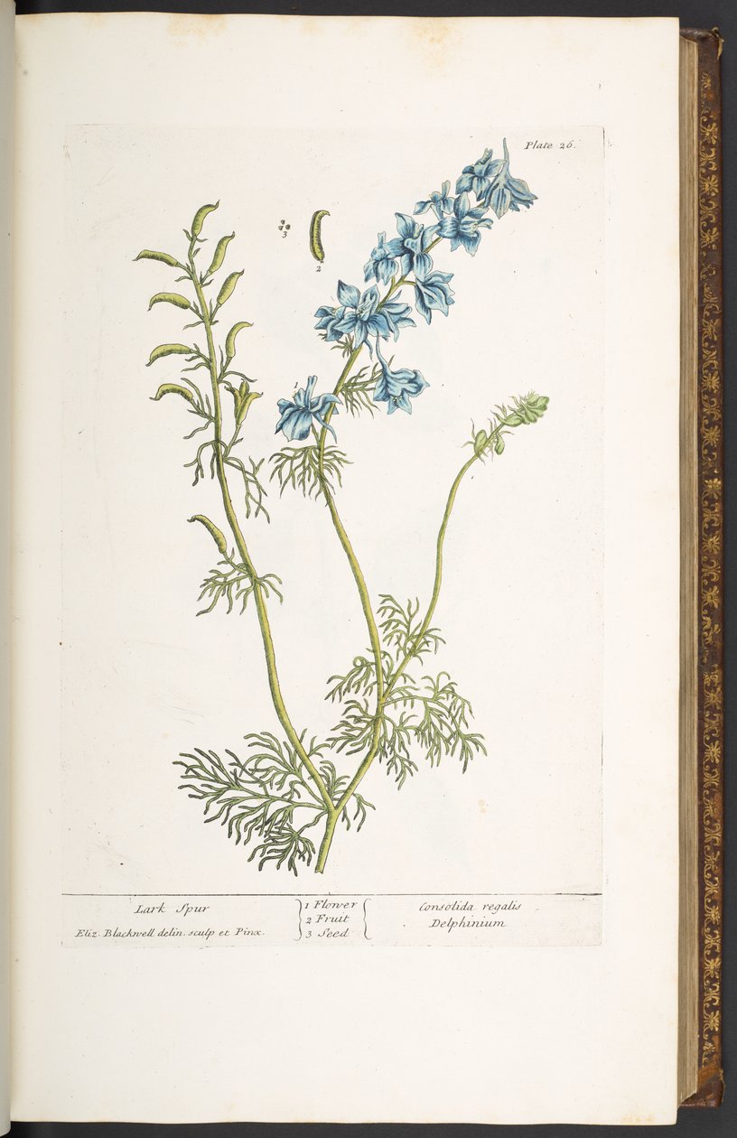 Talerz 26, Ostroga Skowronkowa, z „Ciekawy Herbal” autorstwa Elizabeth Blackwell
