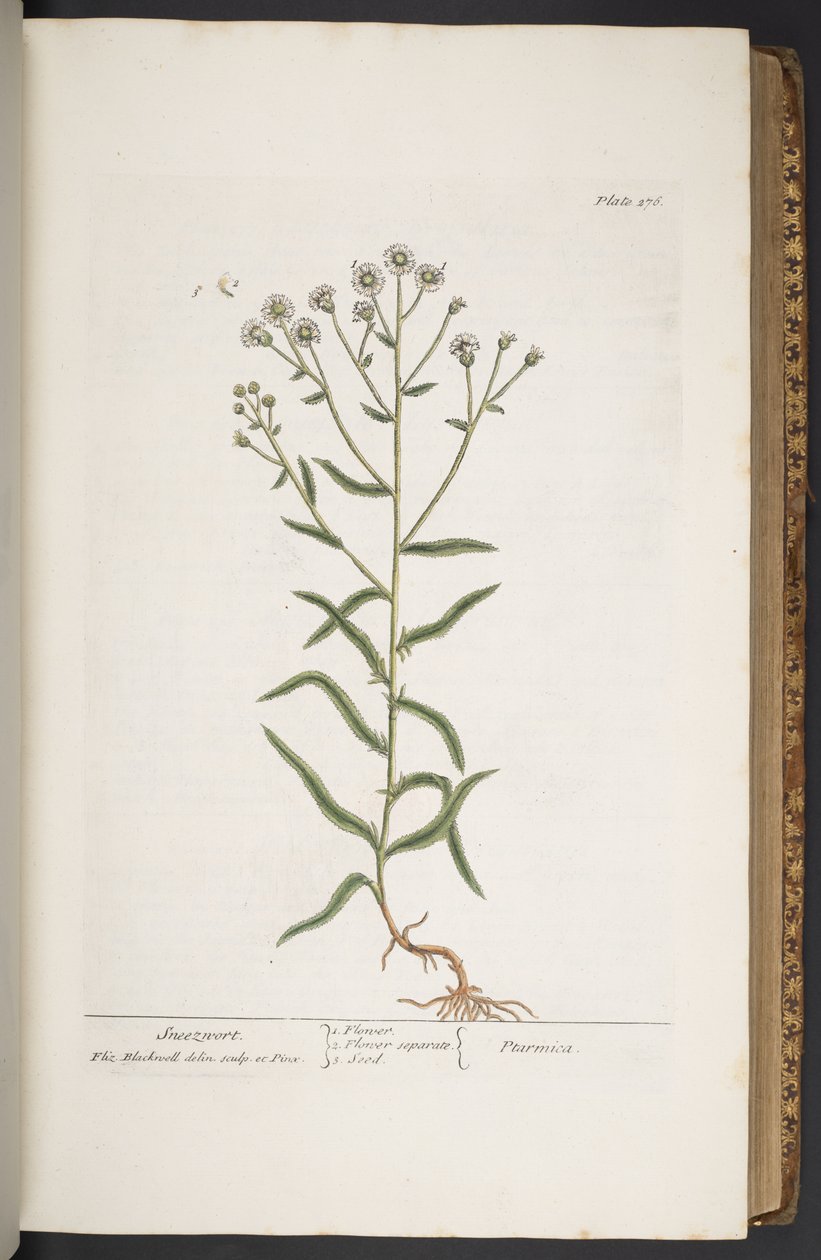 Talerz 276, z „Ciekawy zielnik” autorstwa Elizabeth Blackwell