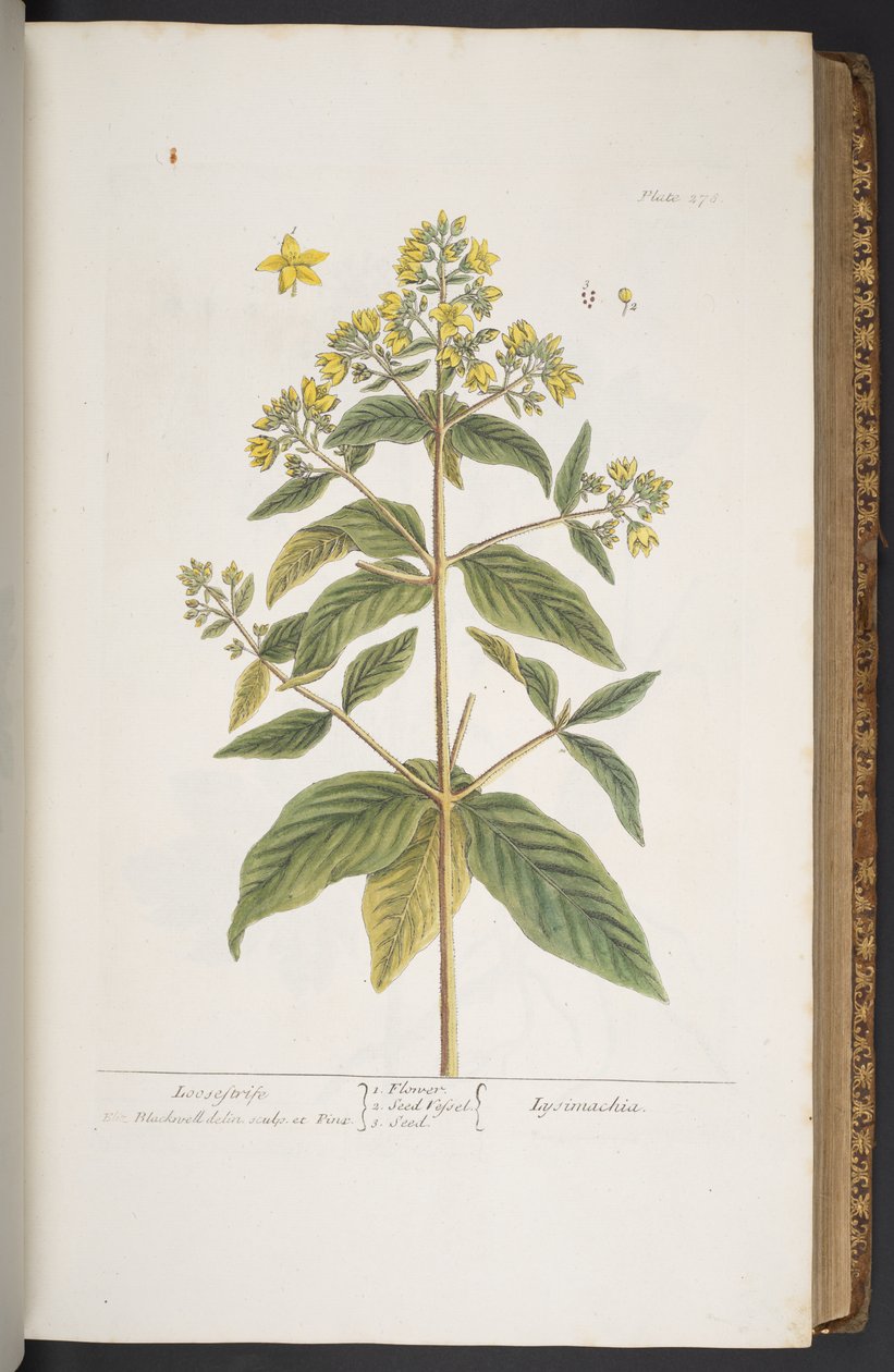 Talerz 278, z „Ciekawy zielnik” autorstwa Elizabeth Blackwell