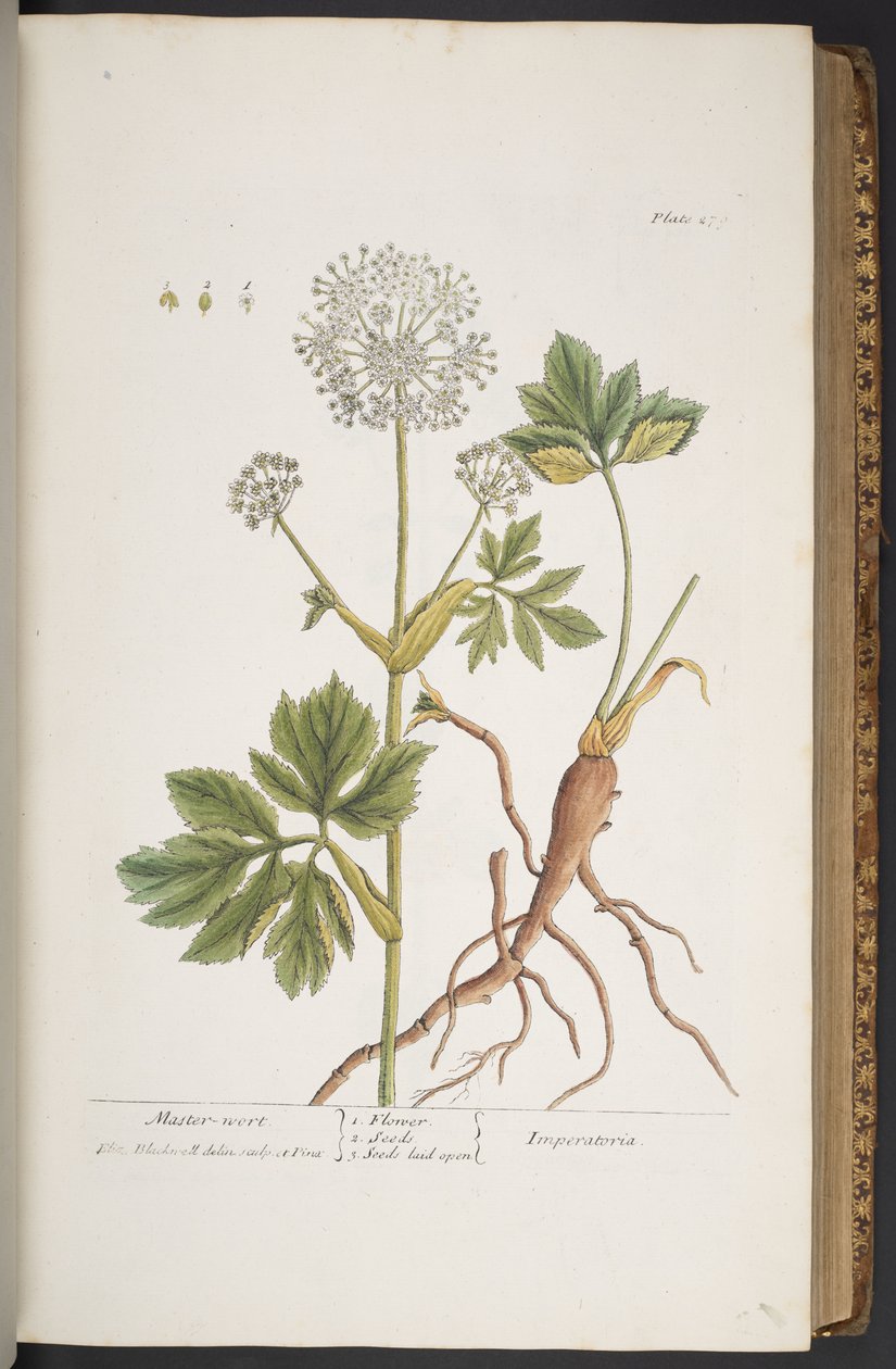 Talerz 279, z „Ciekawy zielnik” autorstwa Elizabeth Blackwell