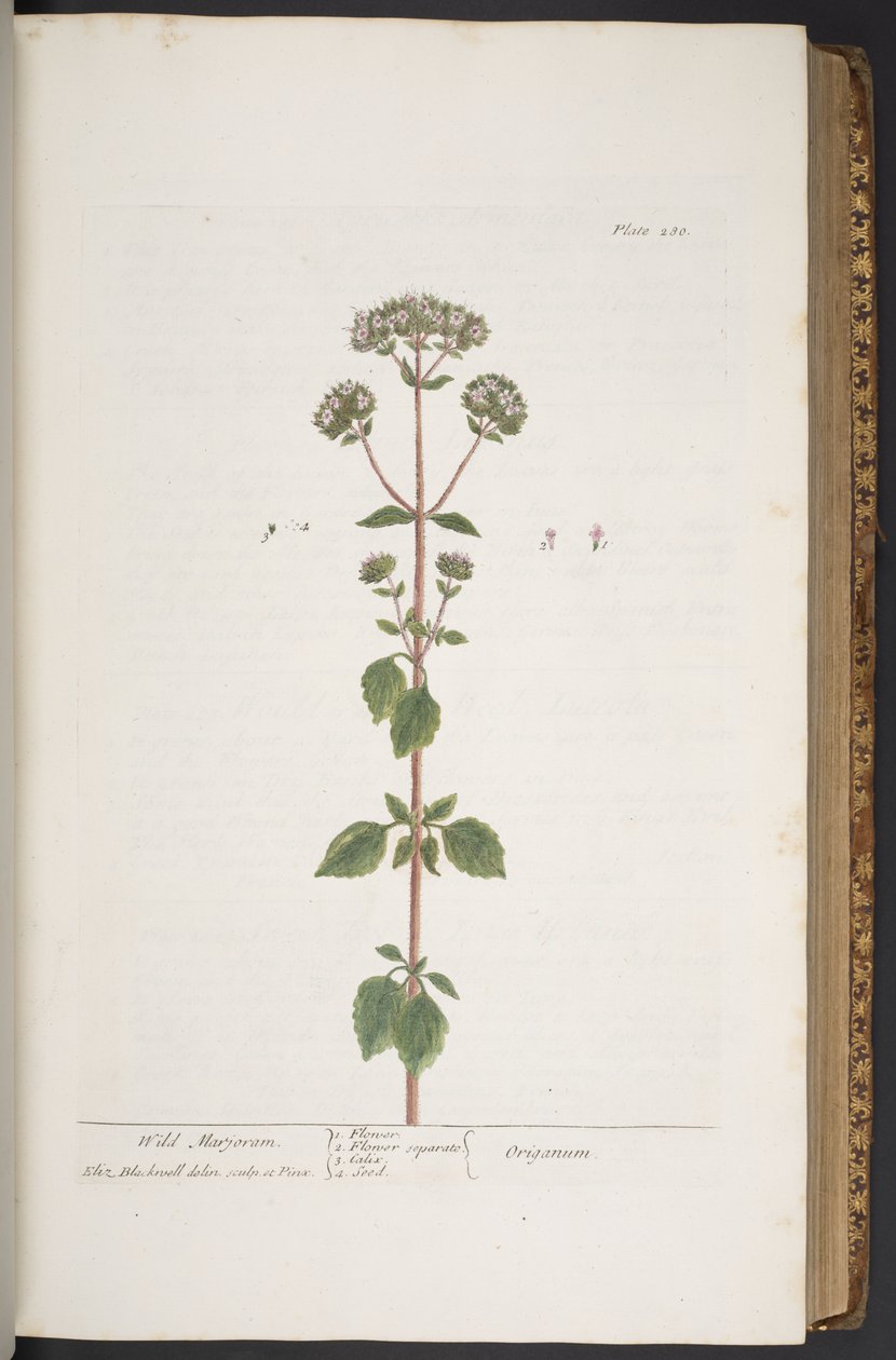 Talerz 280, z „Ciekawy zielnik” autorstwa Elizabeth Blackwell