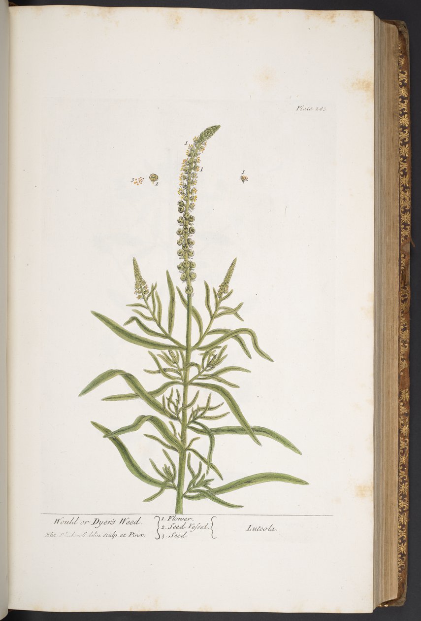 Talerz 283, z „Ciekawy zielnik” autorstwa Elizabeth Blackwell