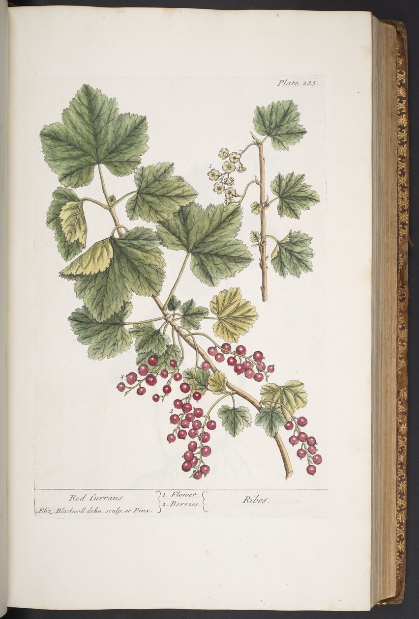 Talerz 285, z „Ciekawy zielnik” autorstwa Elizabeth Blackwell
