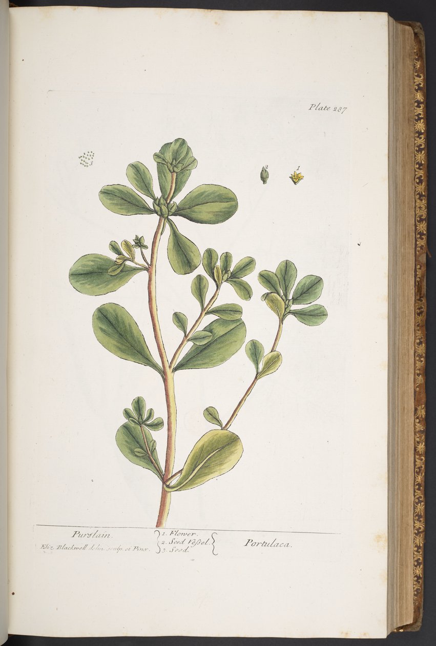 Talerz 287, z „Ciekawy zielnik” autorstwa Elizabeth Blackwell