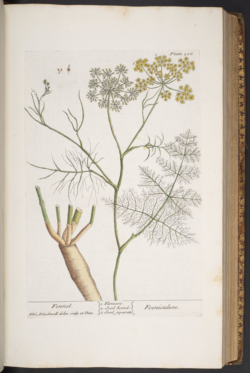 Talerz 288, z „Ciekawy zielnik” autorstwa Elizabeth Blackwell
