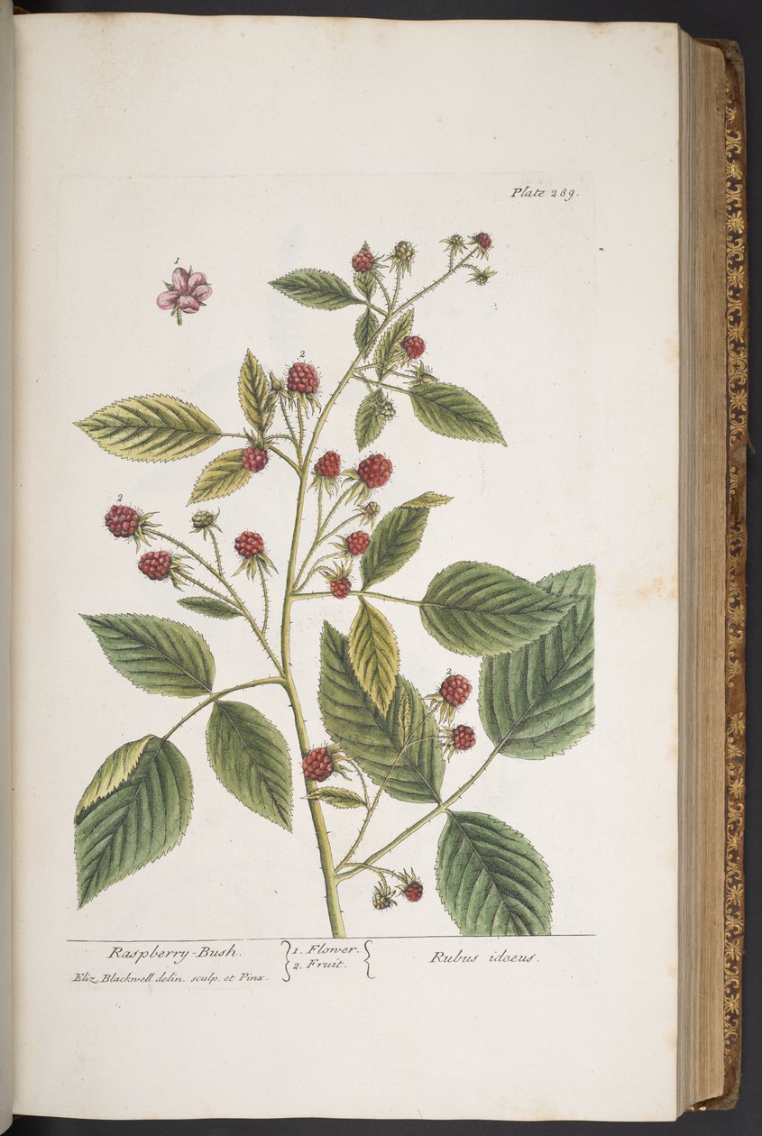 Talerz 289, z „Ciekawy zielnik” autorstwa Elizabeth Blackwell