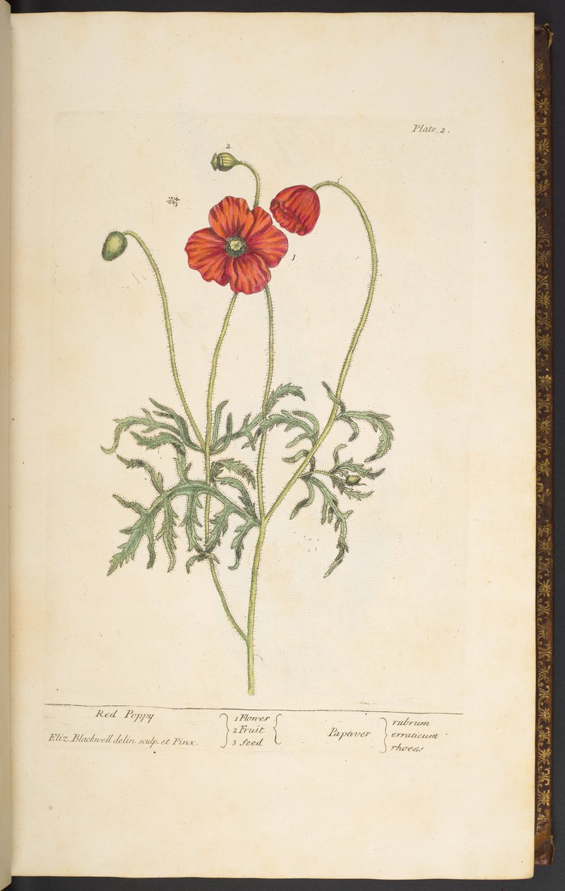 Talerz 2, Czerwony Mak, z „Ciekawego zielnika” autorstwa Elizabeth Blackwell