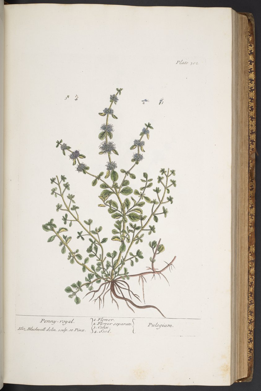 Talerz 302 z „Ciekawy zielnik” autorstwa Elizabeth Blackwell