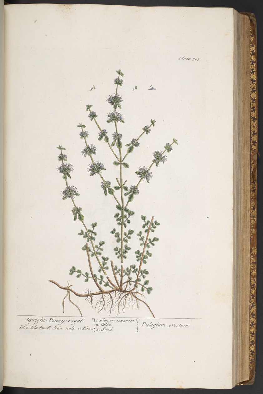 Talerz 303, z „Ciekawy zielnik” autorstwa Elizabeth Blackwell