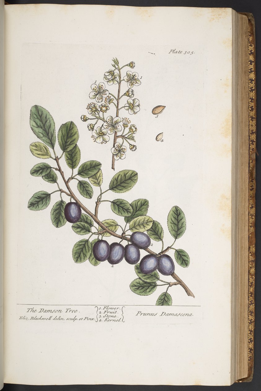 Talerz 305, z „Ciekawy zielnik” autorstwa Elizabeth Blackwell