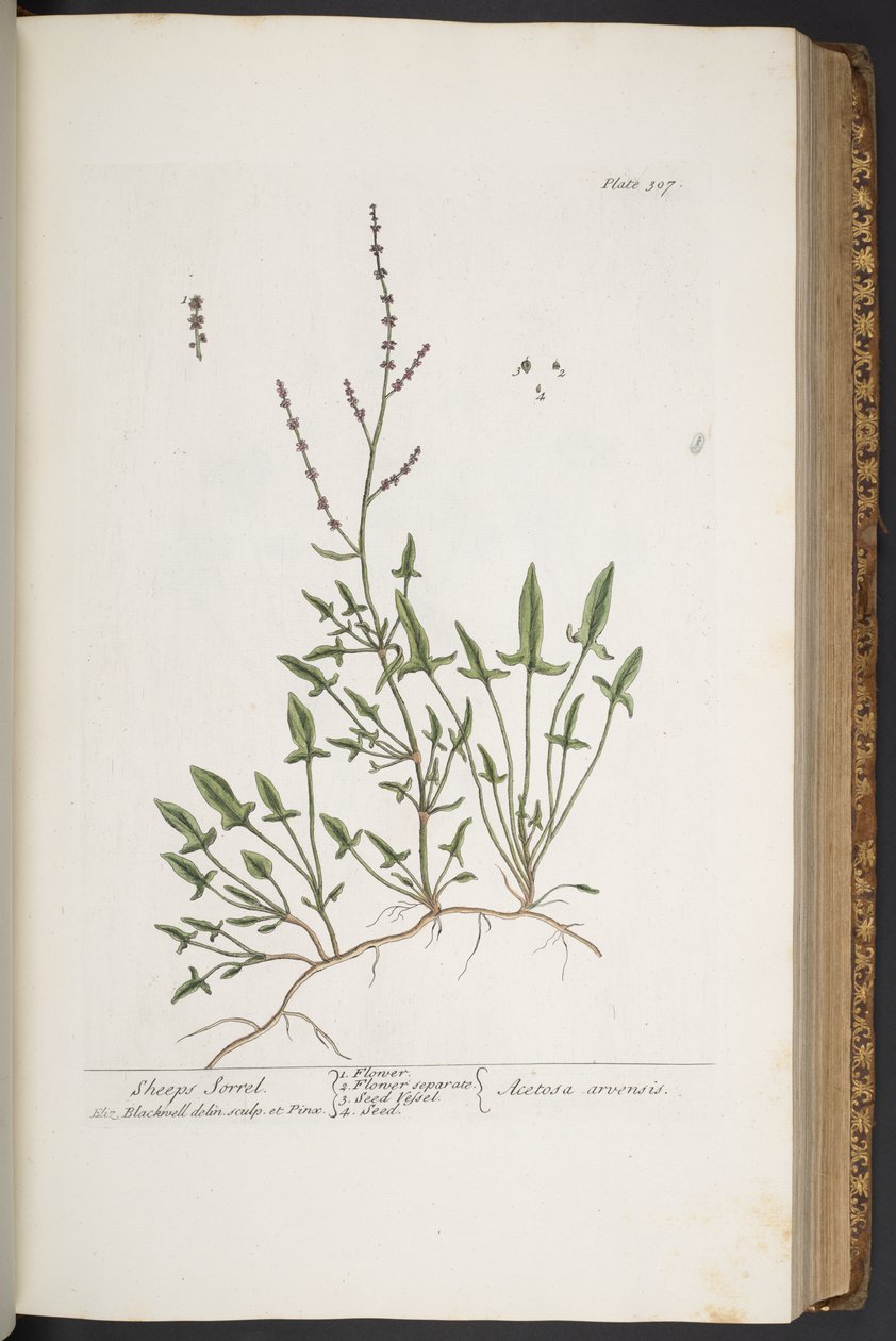 Talerz 307, z „Ciekawy zielnik” autorstwa Elizabeth Blackwell