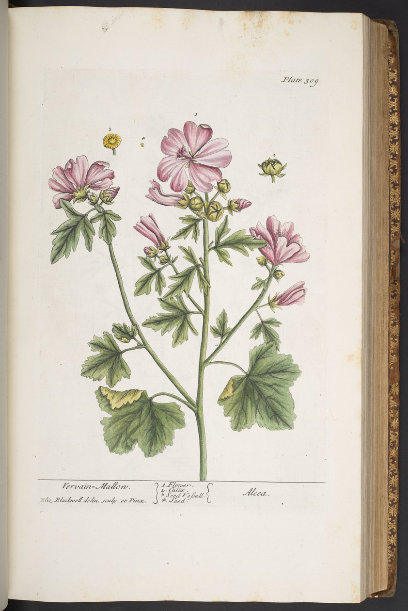 Talerz 309, z „Ciekawy zielnik” autorstwa Elizabeth Blackwell