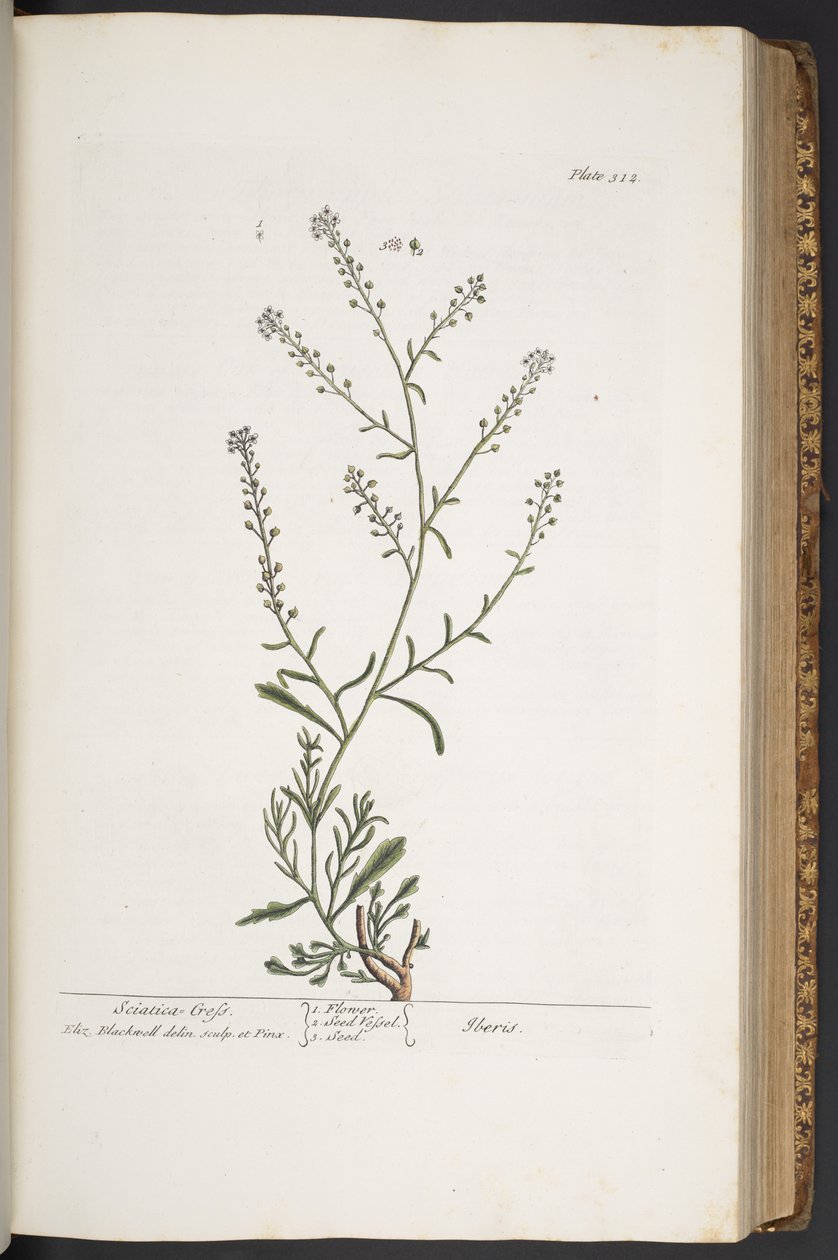 Talerz 312, z „Ciekawy zielnik” autorstwa Elizabeth Blackwell