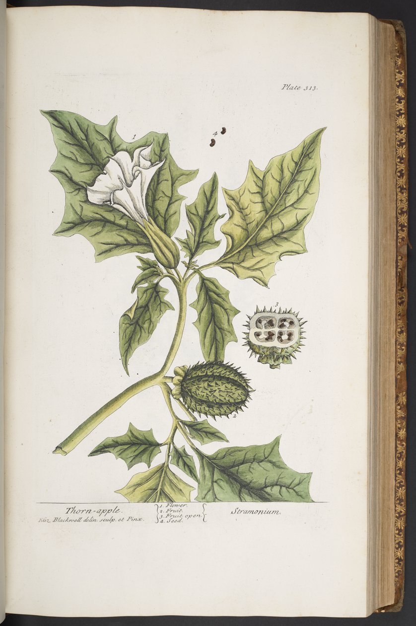 Talerz 313, z „Ciekawy zielnik” autorstwa Elizabeth Blackwell