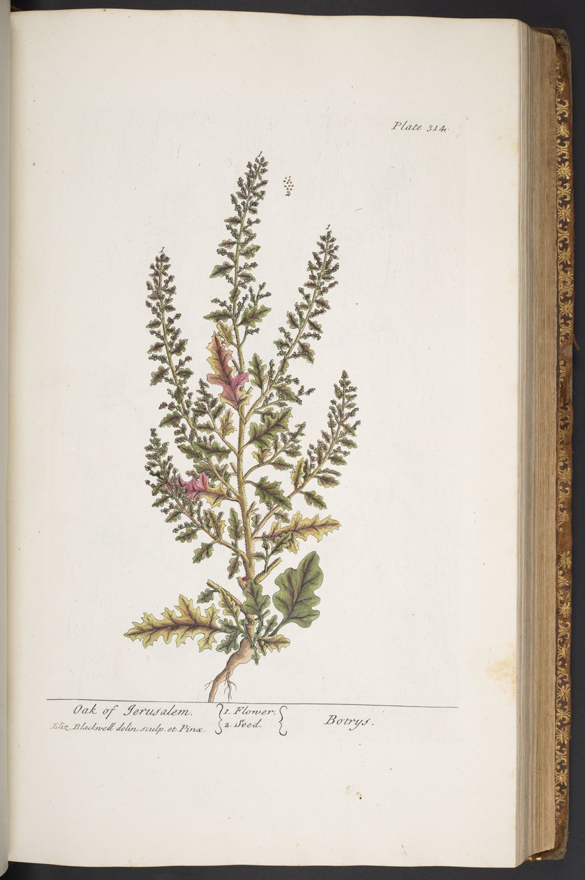 Talerz 314, z „Ciekawy zielnik” autorstwa Elizabeth Blackwell