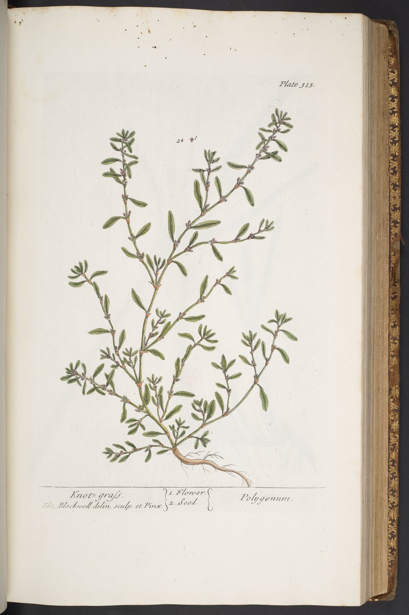 Talerz 315, z „Ciekawy zielnik” autorstwa Elizabeth Blackwell