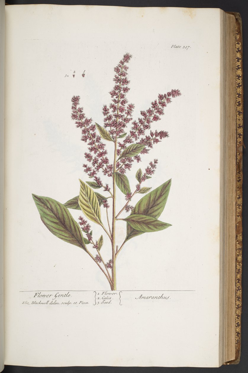 Talerz 317, Kwiat Delikatny lub Amarantus, z "Ciekawy Zioła" autorstwa Elizabeth Blackwell