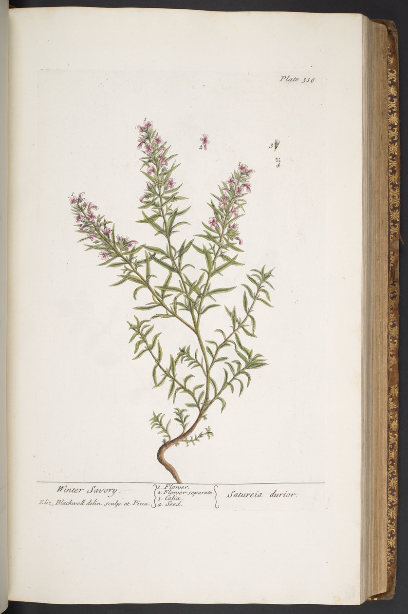 Talerz 318, z „Ciekawy zielnik” autorstwa Elizabeth Blackwell