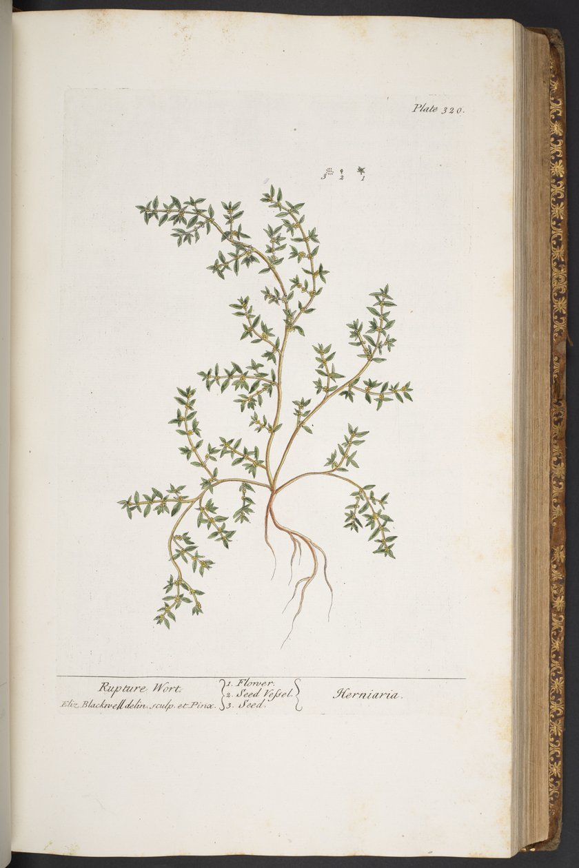 Talerz 320, z „Ciekawy zielnik” autorstwa Elizabeth Blackwell