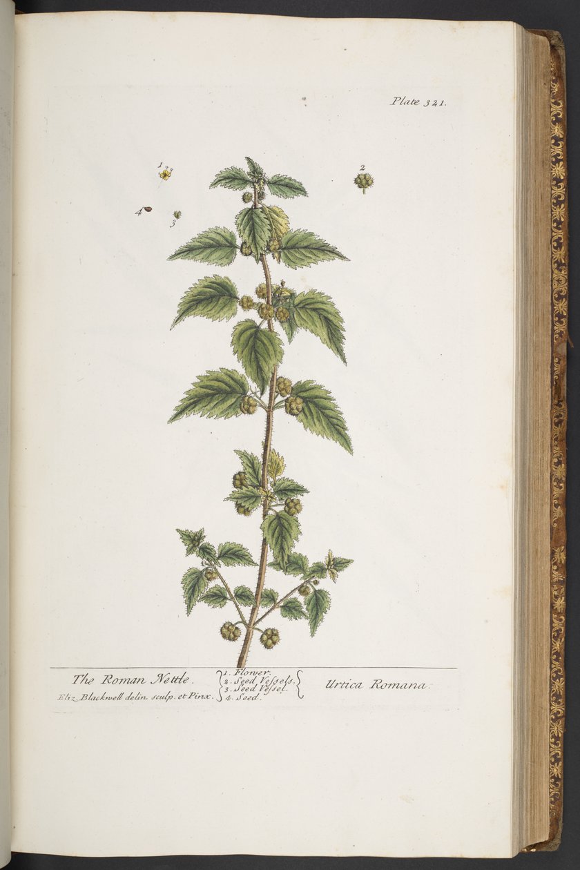 Talerz 321, z „Ciekawy zielnik” autorstwa Elizabeth Blackwell