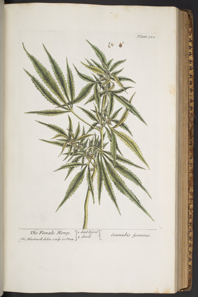 Talerz 322, Żeńskie Konopie, z „Ciekawy Herbal” autorstwa Elizabeth Blackwell