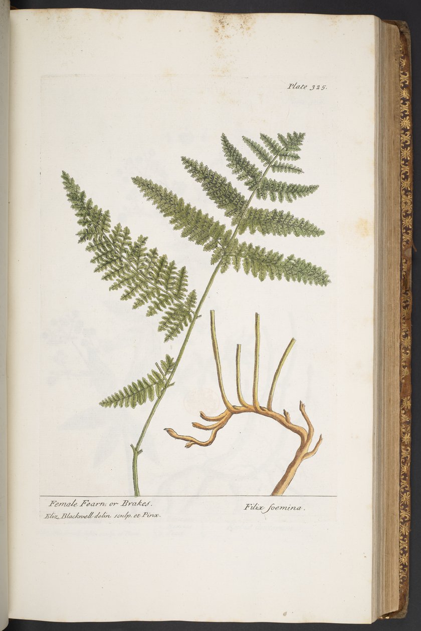Talerz 325, z „Ciekawy zielnik” autorstwa Elizabeth Blackwell