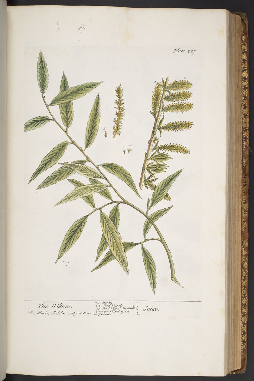 Talerz 327, z „Ciekawy zielnik” autorstwa Elizabeth Blackwell