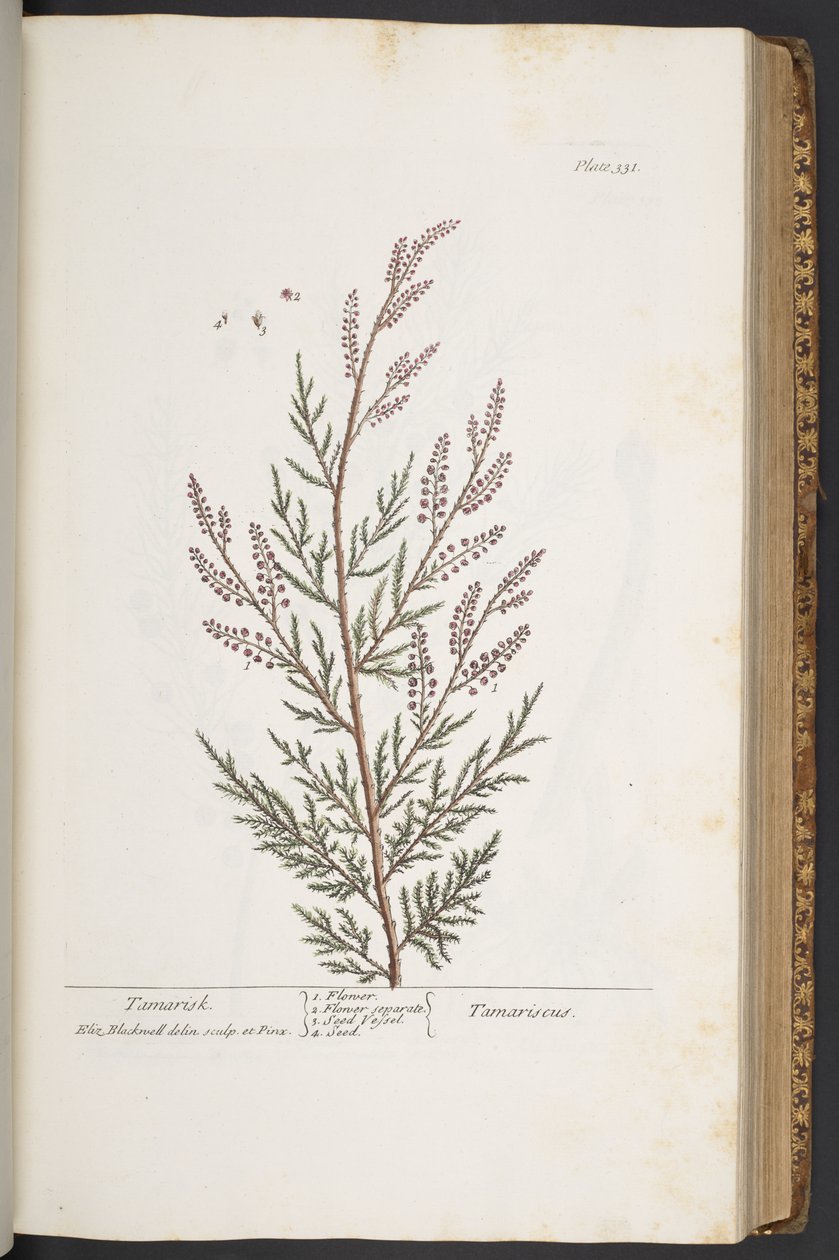 Talerz 331, z „Ciekawy zielnik” autorstwa Elizabeth Blackwell