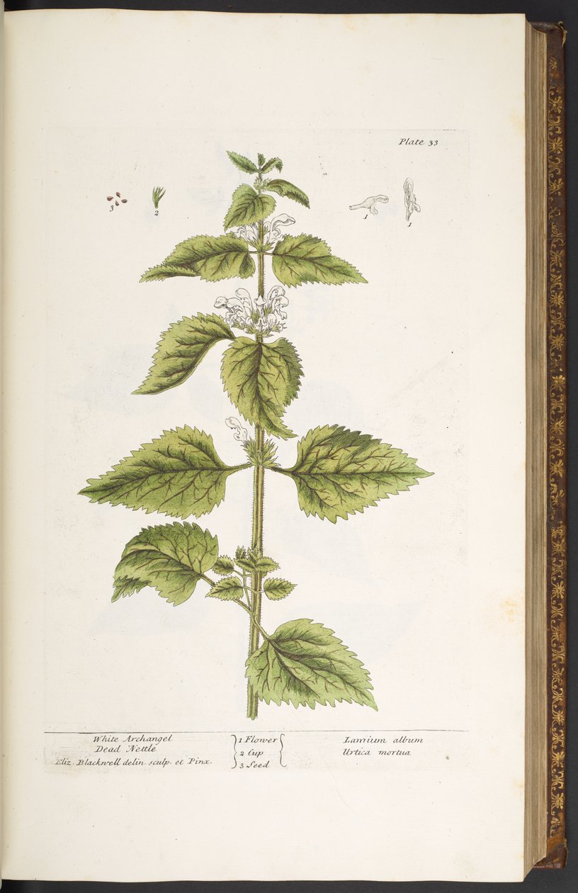 Talerz 33, Biała Martwa Pokrzywa Archanioła, z „Ciekawy Herbal” autorstwa Elizabeth Blackwell