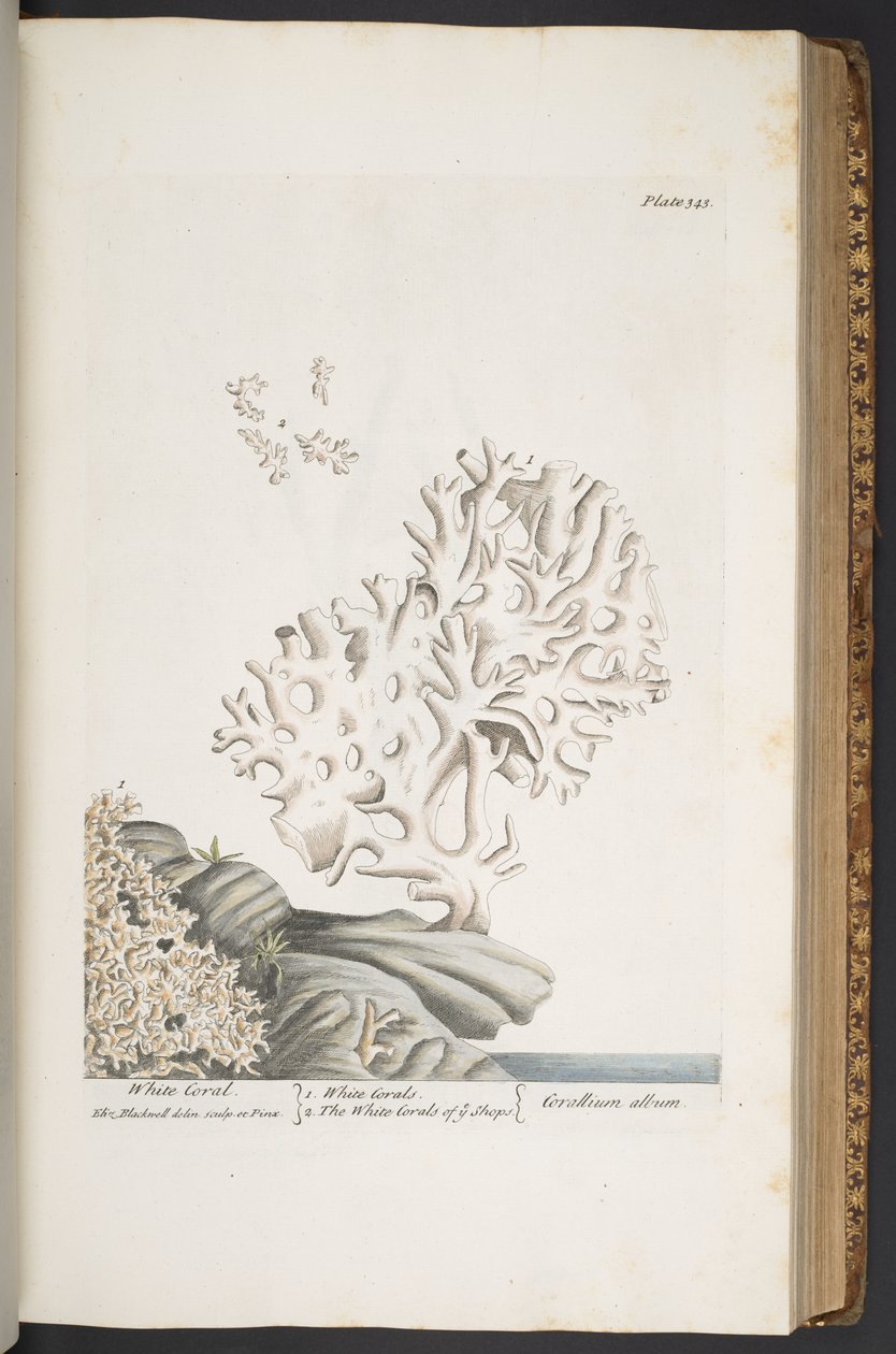 Talerz 343, z „Ciekawy zielnik” autorstwa Elizabeth Blackwell