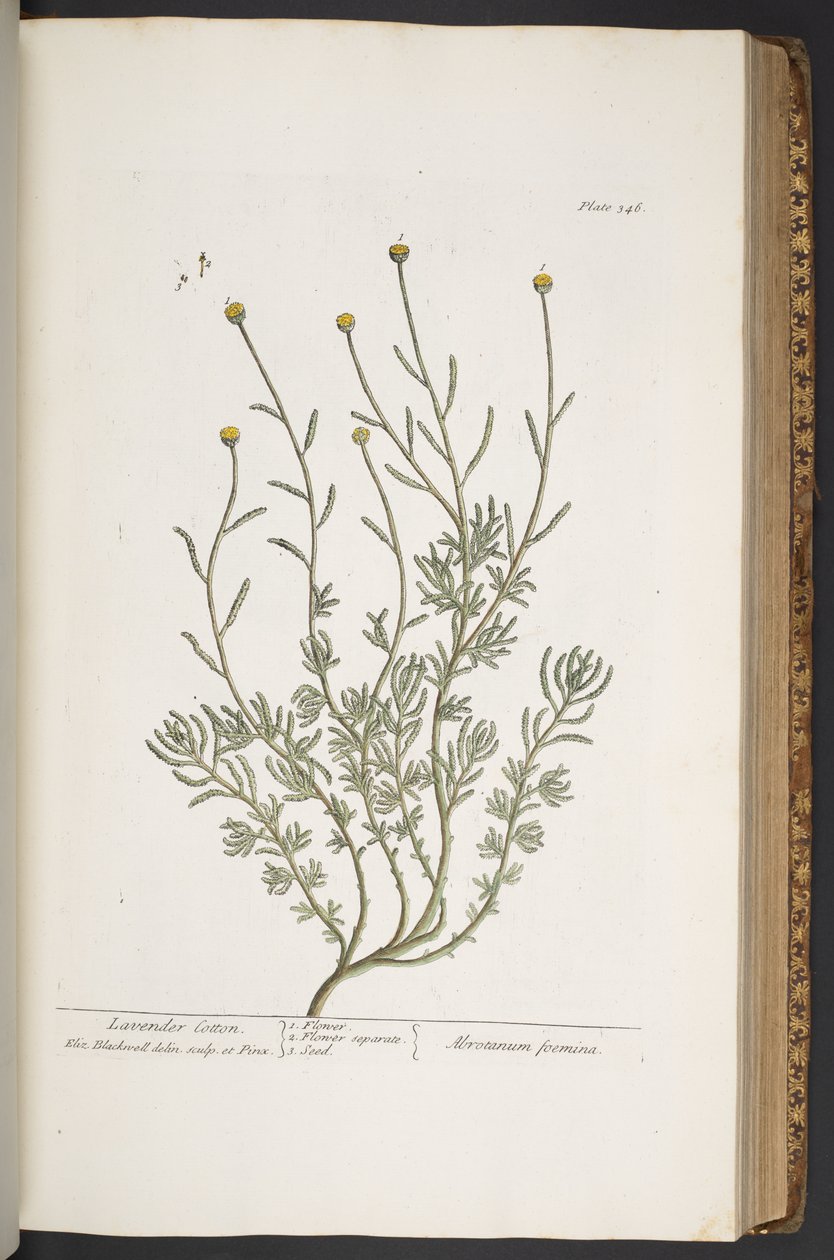Talerz 346, z „Ciekawy zielnik” autorstwa Elizabeth Blackwell