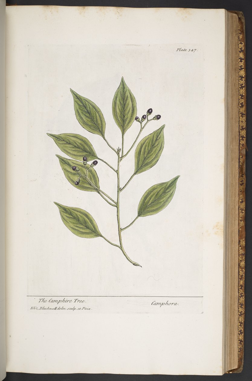 Talerz 347, z „Ciekawy zielnik” autorstwa Elizabeth Blackwell