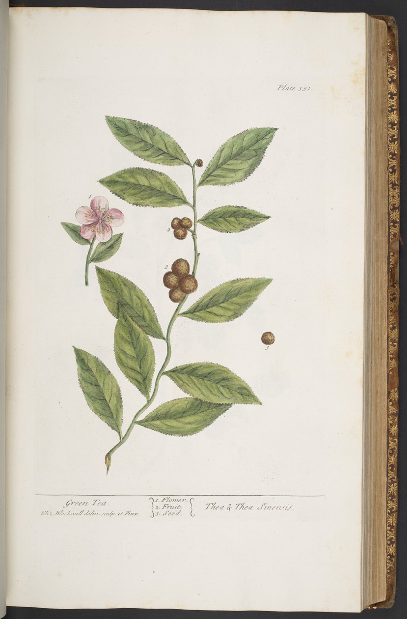 Talerz 351, z „Ciekawy zielnik” autorstwa Elizabeth Blackwell