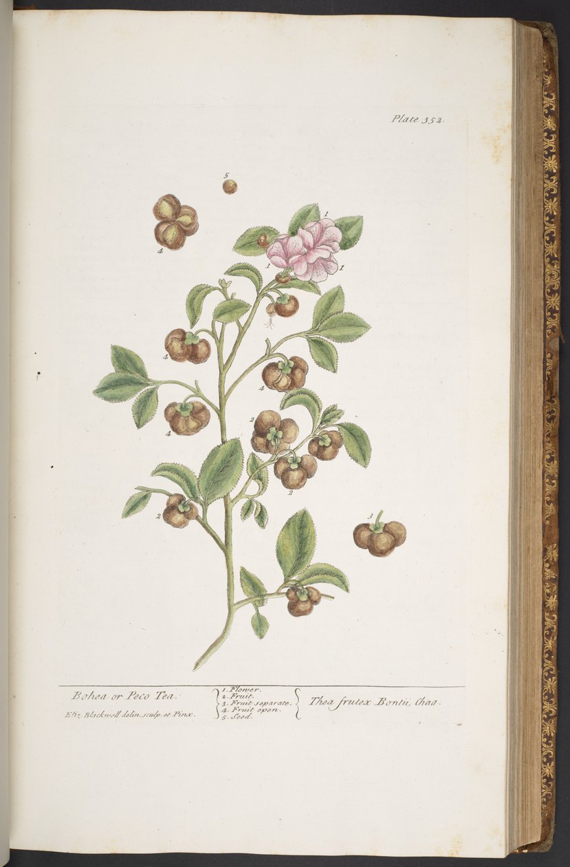 Talerz 352 z „Ciekawy zielnik” autorstwa Elizabeth Blackwell
