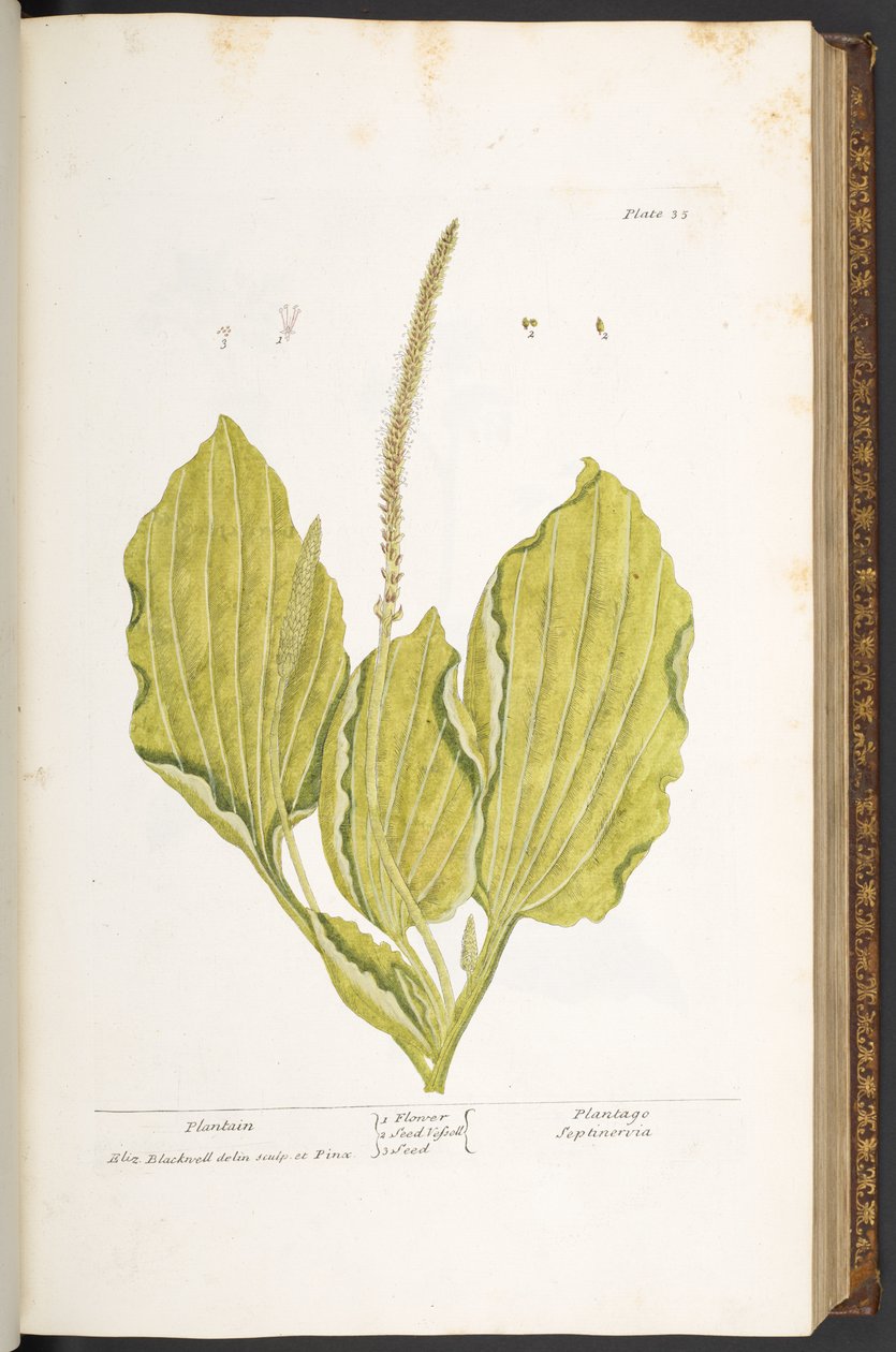 Talerz 35, Babka, z „Ciekawy zielnik” autorstwa Elizabeth Blackwell