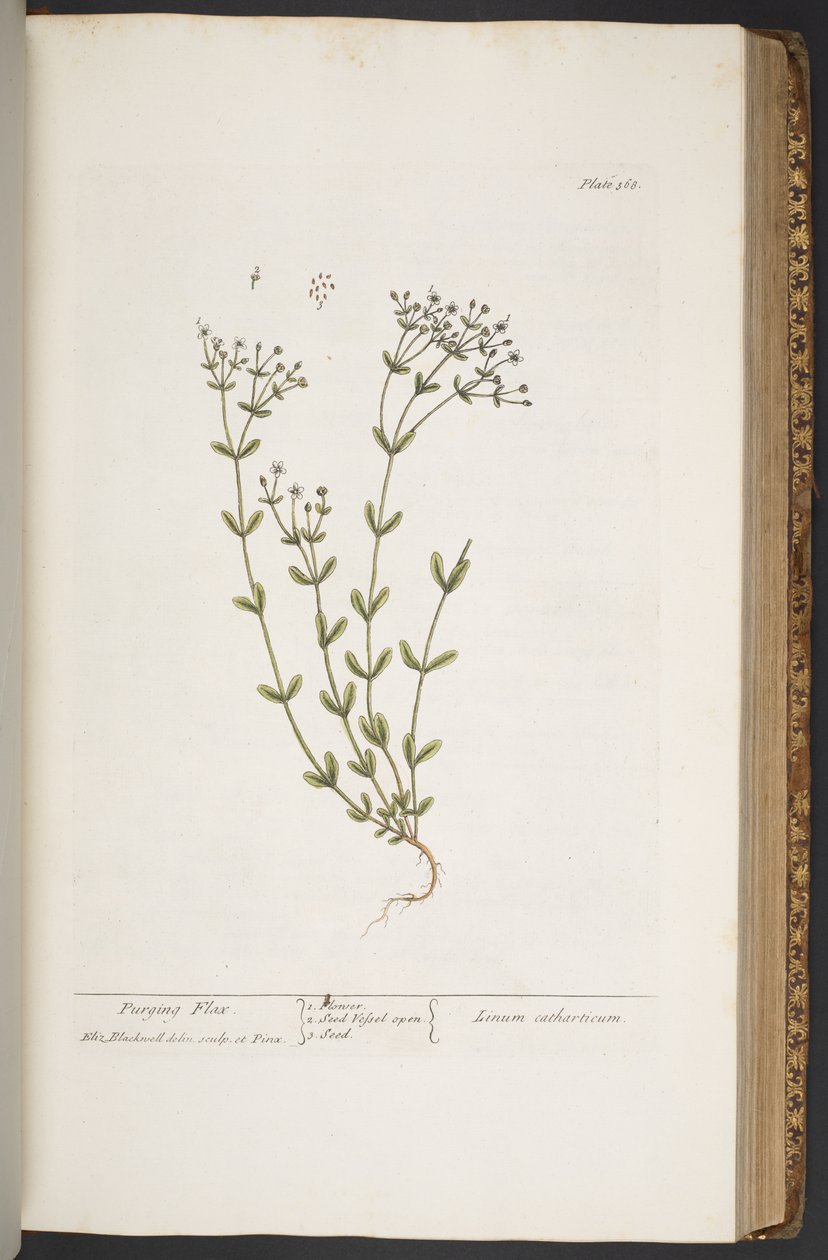 Talerz 368, z „Ciekawy zielnik” autorstwa Elizabeth Blackwell