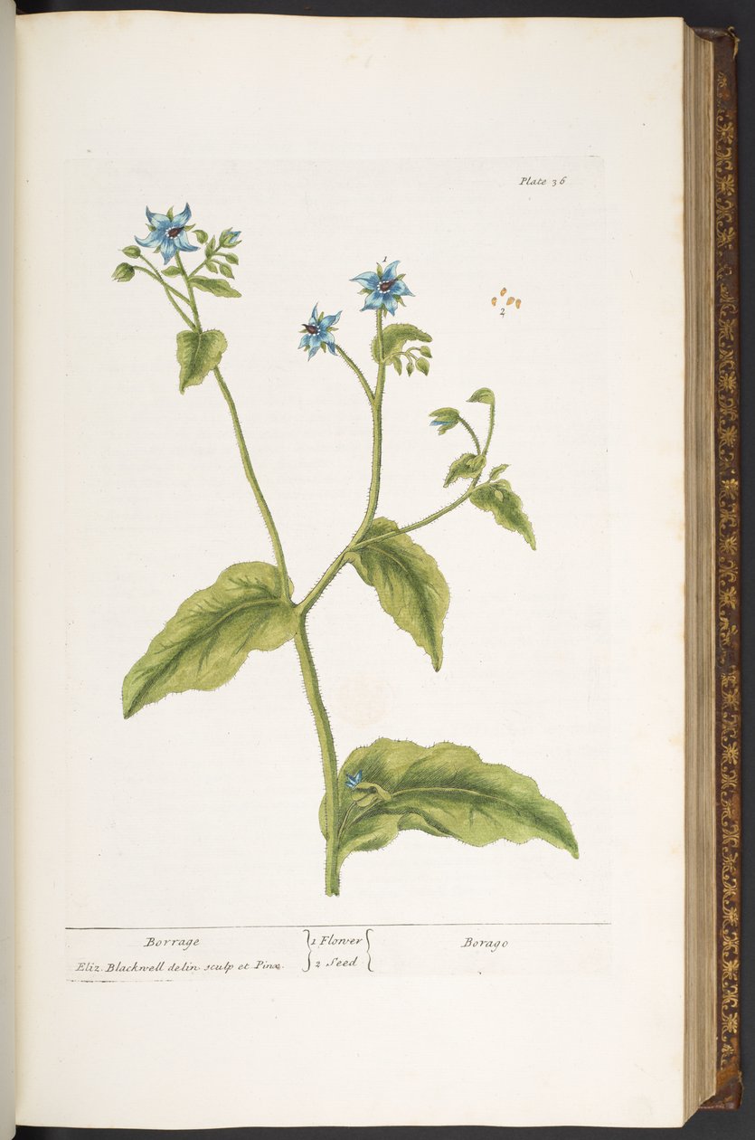 Talerz 36, Borrage, z „Ciekawy zielnik” autorstwa Elizabeth Blackwell