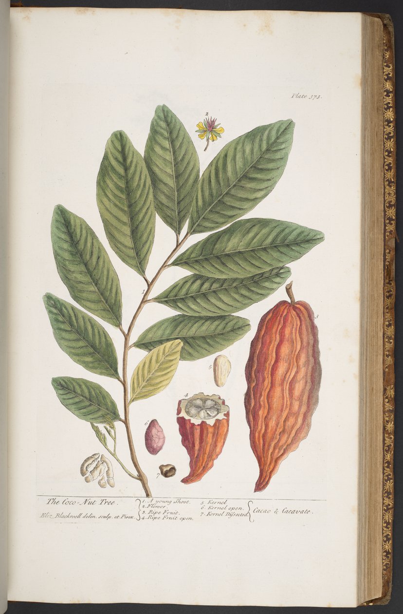Talerz 373, z „Ciekawy zielnik” autorstwa Elizabeth Blackwell