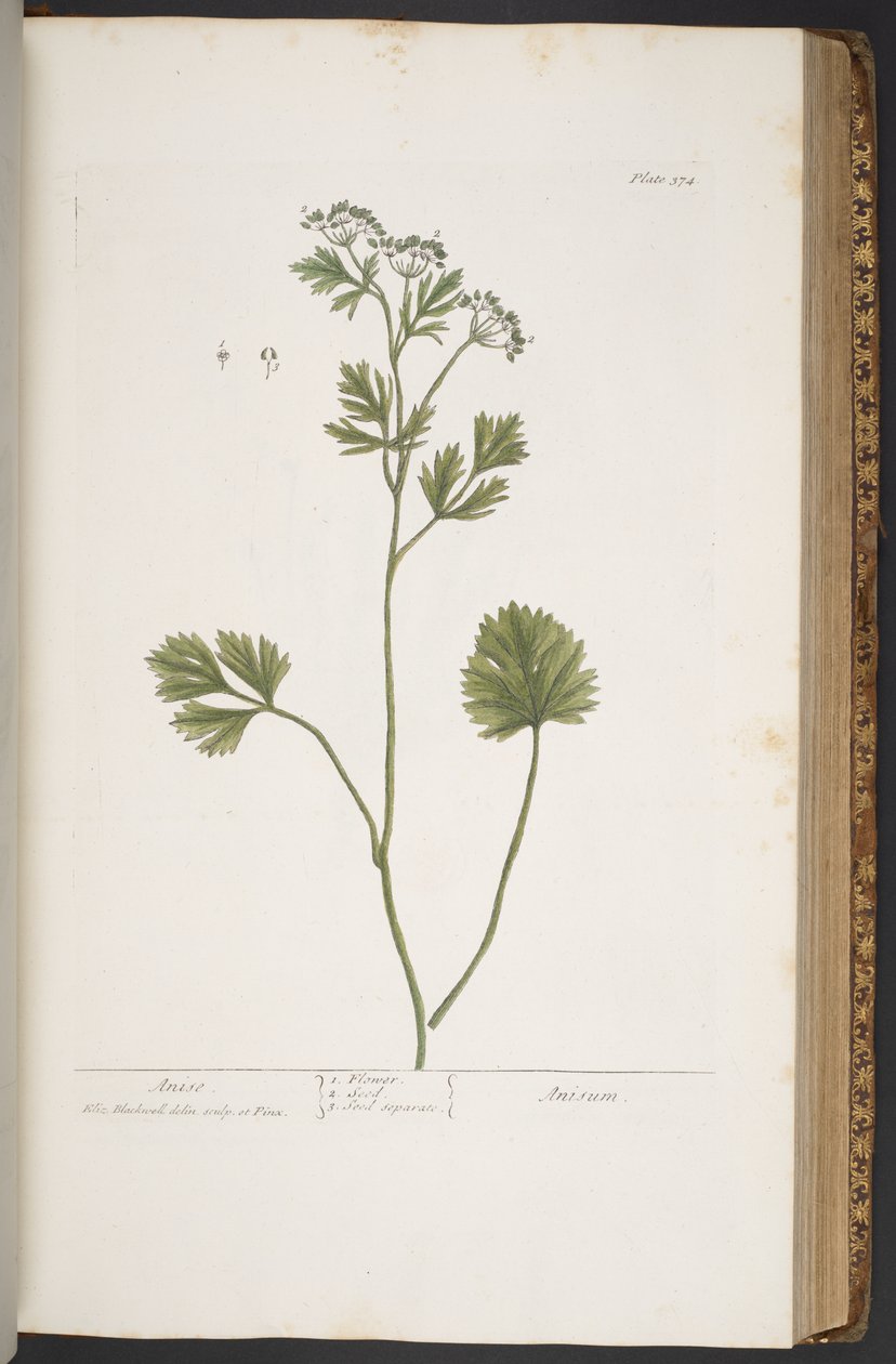 Talerz 374, z „Ciekawy zielnik” autorstwa Elizabeth Blackwell