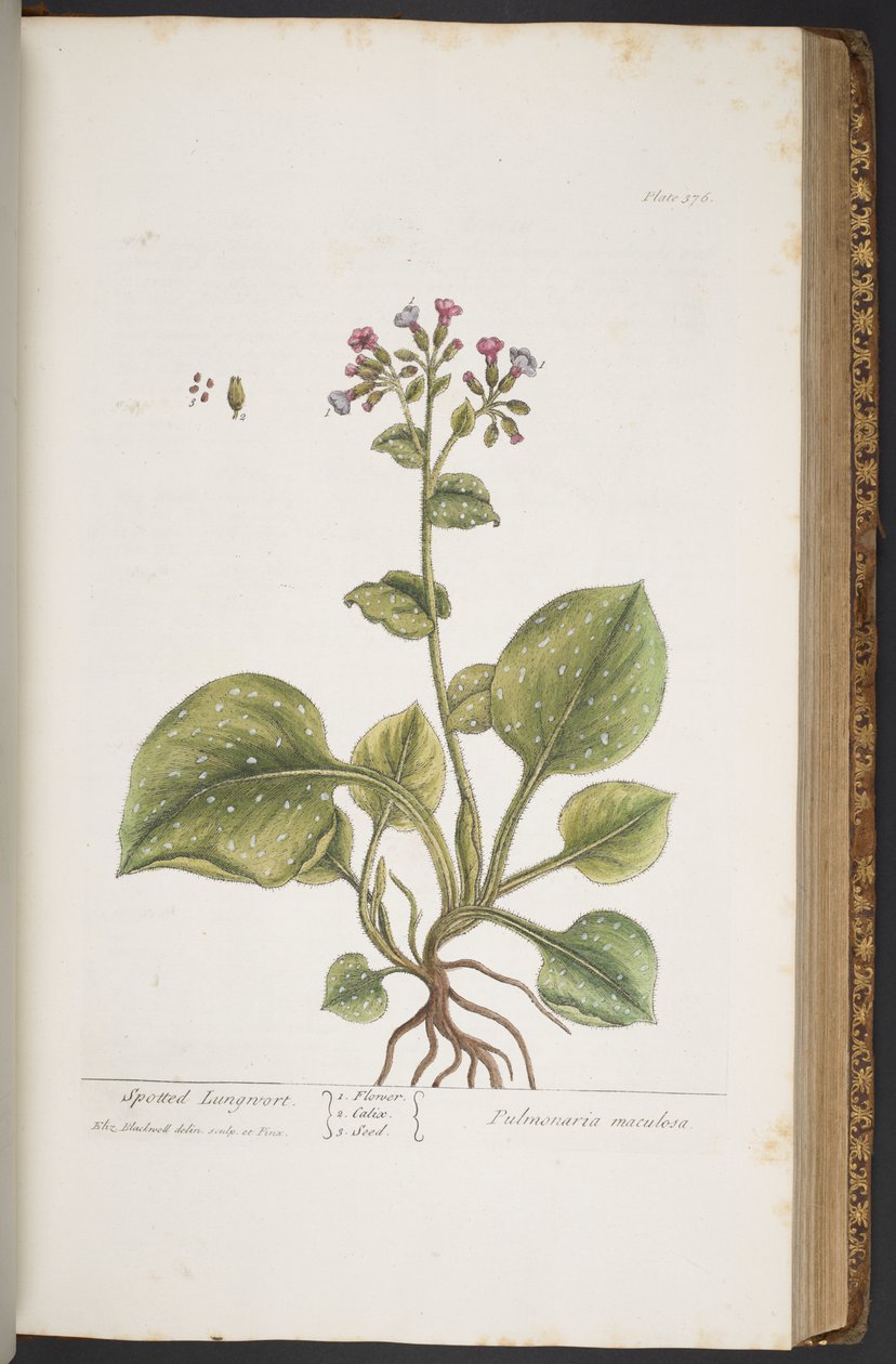 Talerz 376, z „Ciekawy zielnik” autorstwa Elizabeth Blackwell