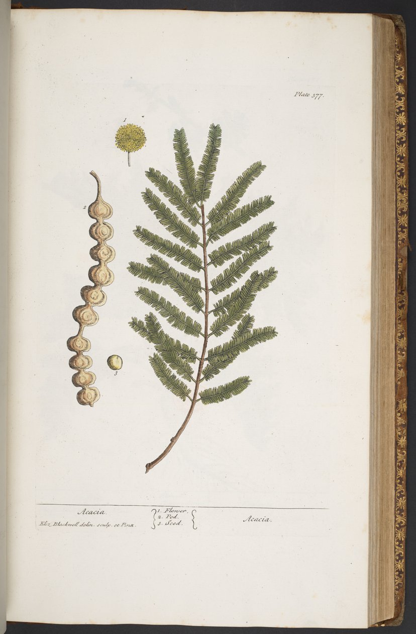 Talerz 377, z „Ciekawy zielnik” autorstwa Elizabeth Blackwell