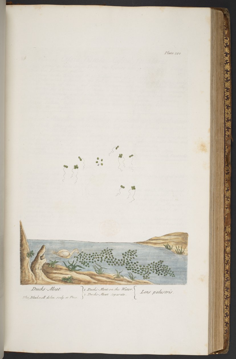 Talerz 380, z „Ciekawy zielnik” autorstwa Elizabeth Blackwell